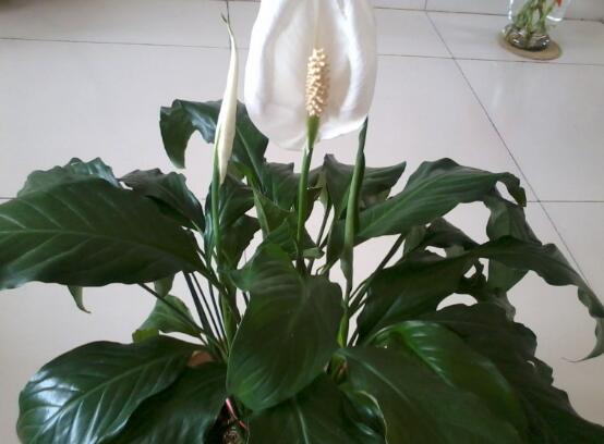 一帆風(fēng)順能澆淘米水嗎，做好這三點(diǎn)使盆土更加肥沃(能澆)