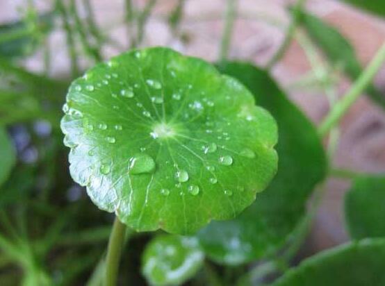 銅錢草怎么繁殖，盤點(diǎn)銅錢草三種繁殖方法(扦插/分株/播種)