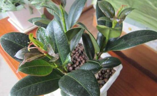 橡皮樹的扦插方法，做好四大步驟成活率百分百