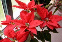 一品紅掉葉子怎么辦，控制光照并停止?jié)菜? data-BxmC=