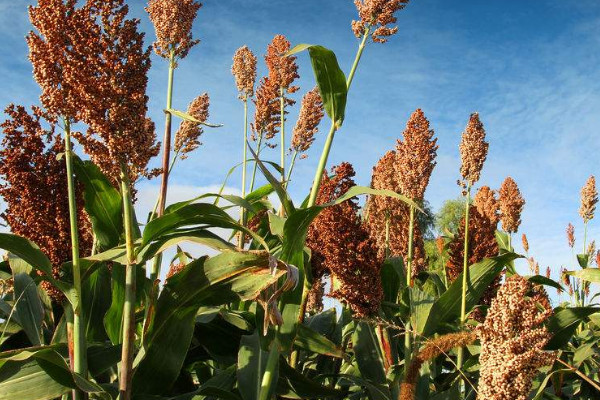 秋天豐收的農(nóng)作物有什么