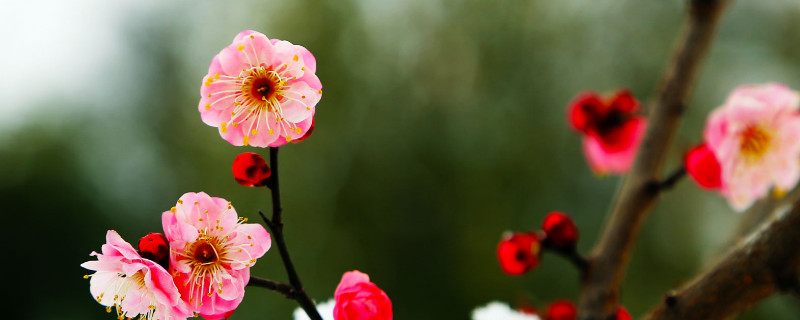 紅梅樹葉發(fā)黃怎么辦