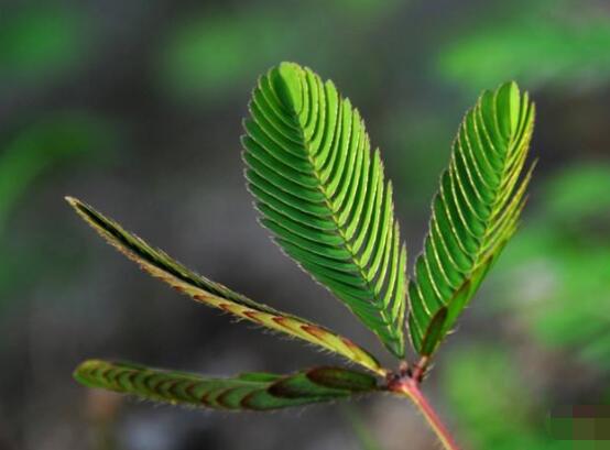 含羞草有毒嗎可以碰嗎，毒性比較輕微/盡量別長(zhǎng)時(shí)間接觸