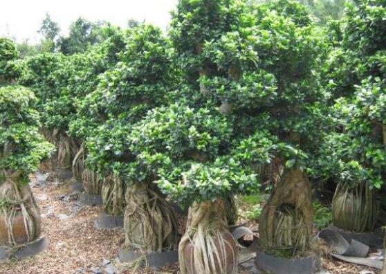 榕樹爛根怎么辦，榕樹爛根解決辦法