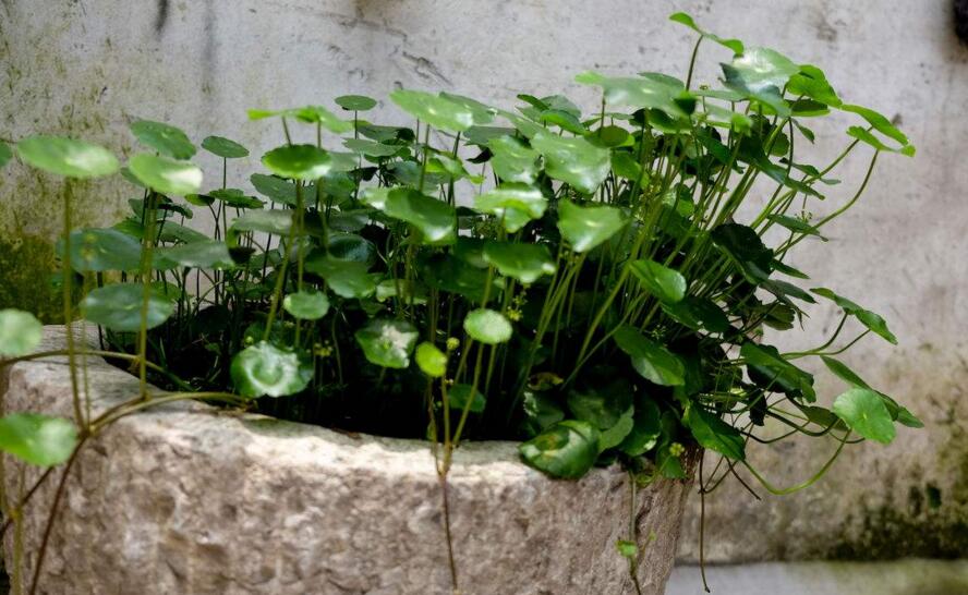 銅錢草怎么種，銅錢草土養(yǎng)的方法步驟