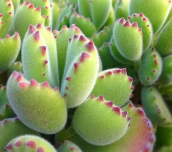 熊童子好養(yǎng)嗎，好養(yǎng)/做好五個(gè)要點(diǎn)生長(zhǎng)茂盛美觀