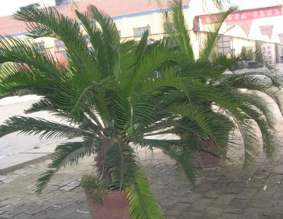 鐵樹開花的征兆，預(yù)示生活美滿、大吉大利