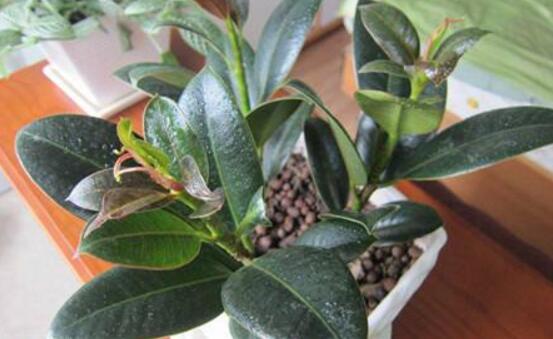 橡皮樹幾月份砍頭好，6-7月是最佳砍頭時間