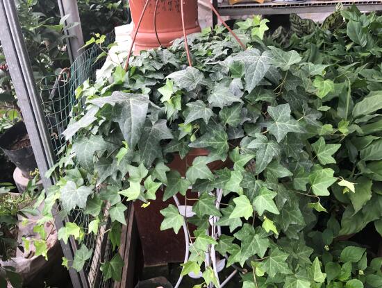 常春藤有什么風(fēng)水作用，常春藤的功效與作用