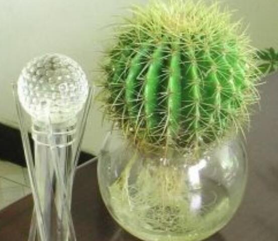 水培仙人球怎么養(yǎng)，教你六個最好步驟快速生根(7天)