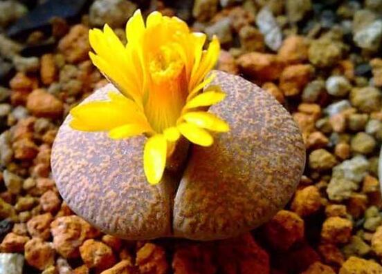 生石花怎么種植，做好六個(gè)步驟盆盆爆滿