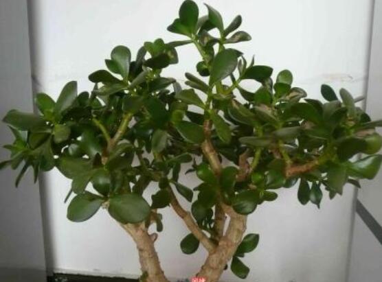 景天樹和玉樹的區(qū)別，教你兩種最容易分辨方法(葉型與花型)