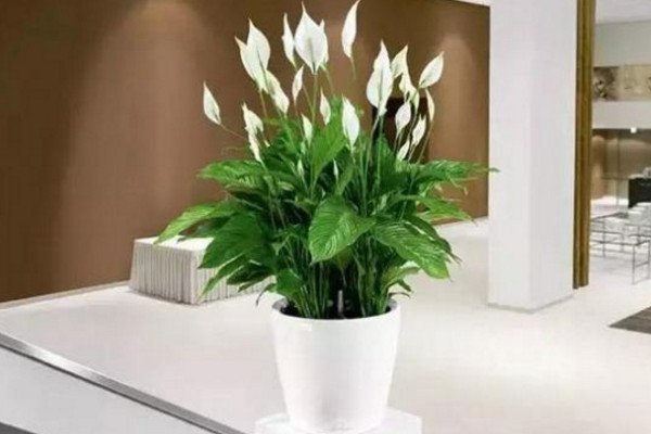 一帆風(fēng)順怎樣扦插，它是不能進(jìn)行扦插的