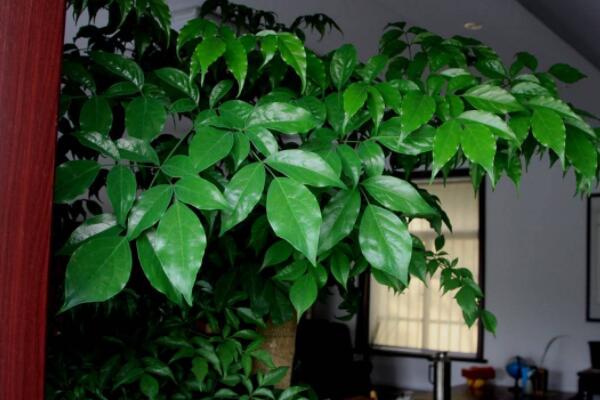 平安樹(shù)葉子耷拉怎么辦