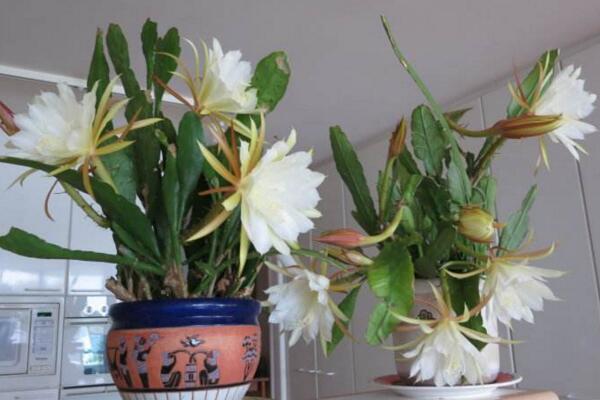 曇花葉子發(fā)黃怎么辦，分析問題的原因并及時處理