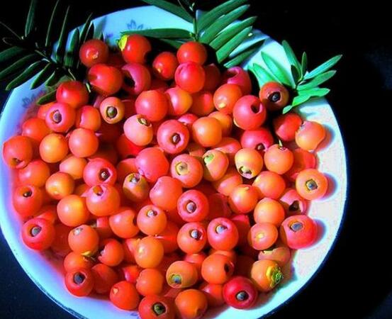 紅豆杉的正確食用方法，盤點(diǎn)營(yíng)養(yǎng)價(jià)值最高四種方法