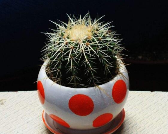 仙人球的作用與功效，美化環(huán)境、凈化空氣