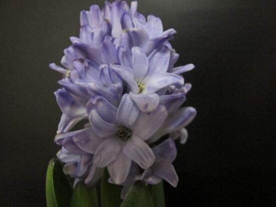 風信子夏季怎么處理，養(yǎng)護球莖/置于陰涼通風位置