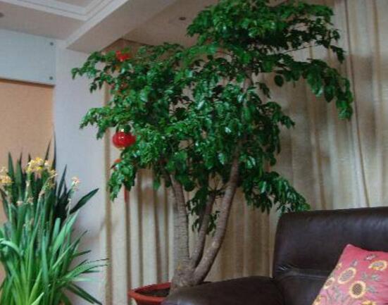 幸福樹放在哪里好風(fēng)水，盤點(diǎn)最佳四個(gè)好風(fēng)水位置(客廳/臥室/書房/陽臺(tái))