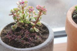 雅樂之舞怎么繁殖，扦插繁殖操作簡(jiǎn)單且成活率高