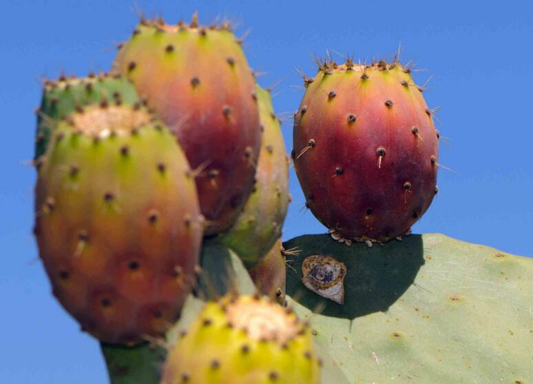 仙人掌果的功效與作用，提高身體器官功能/維持電解質(zhì)平衡