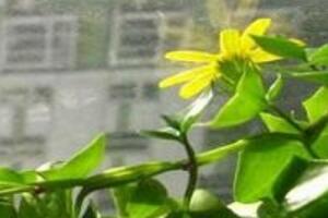 常春藤花期多長(zhǎng)時(shí)間，常春藤不開花的原因