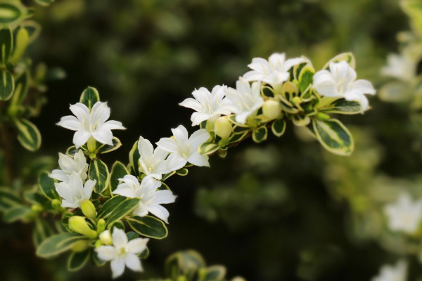 六月雪葉子干枯掉落，澆水不及時/光照過強等