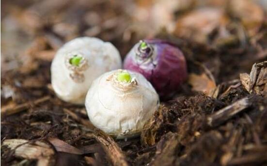 風(fēng)信子怎么種，老農(nóng)總結(jié)最簡單有效五個步驟