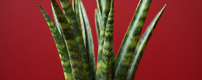 虎皮蘭夏天怎么養(yǎng)護