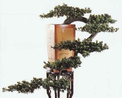 小葉羅漢松怎么養(yǎng)，掌握最佳的養(yǎng)殖方法最重要