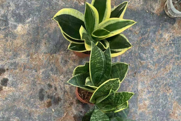 虎皮蘭冬天怕凍嗎