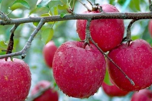 瓜果飄香是什么季節(jié)