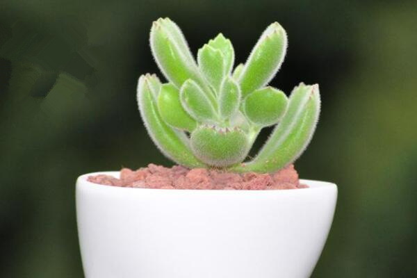 熊童子爪子不紅怎么辦，季節(jié)變換也會導(dǎo)致它的爪子不紅