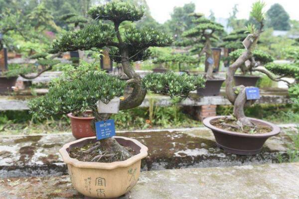 羅漢松的風(fēng)水作用，生財(cái)和化煞