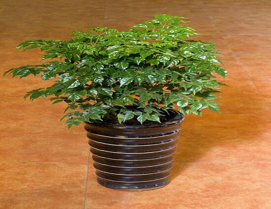 幸福樹葉子干枯怎么回事，四種原因以及解決辦法