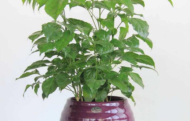 幸福樹的葉子全蔫了，從4個(gè)方面解決出現(xiàn)的問題