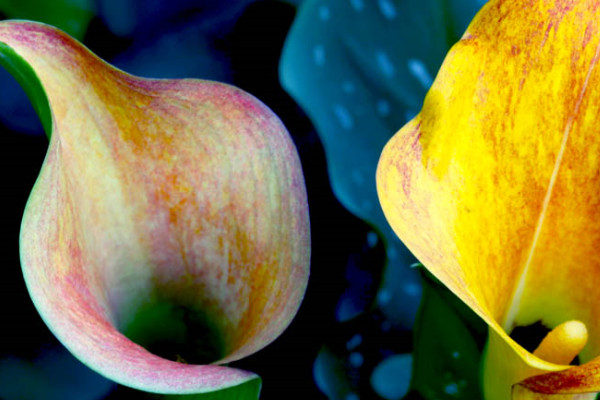 馬蹄蓮花期多長(zhǎng)