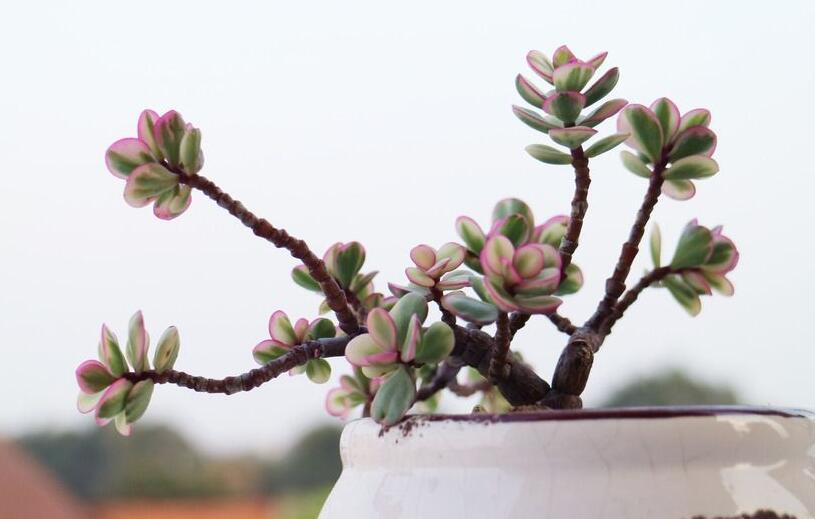 雅樂之舞常見病蟲害及防治方法，“知根知底”防治病蟲害