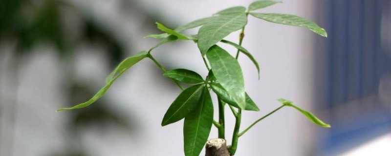 發(fā)財(cái)樹需要陽光嗎