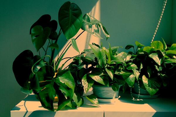 龜背竹繁殖方法圖解，扦插繁殖是最好的選擇