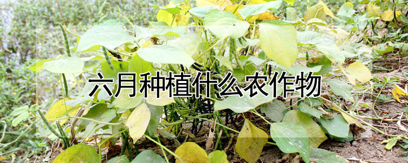 六月種植什么農(nóng)作物