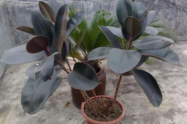 橡皮樹(shù)如何砍頭，砍頭之后要用蠟油封住傷口