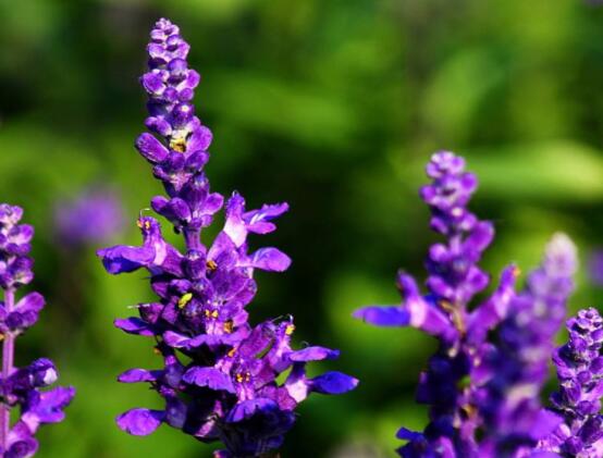 薰衣草精油的功效與用法，美容養(yǎng)顏、舒緩心情