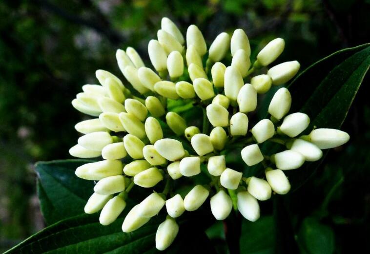 九里香幾月份開花，生長環(huán)境不同花期也不一樣