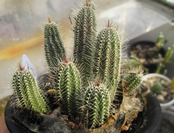 仙人掌的蟲害防治大全，三種蟲害以及解決辦法