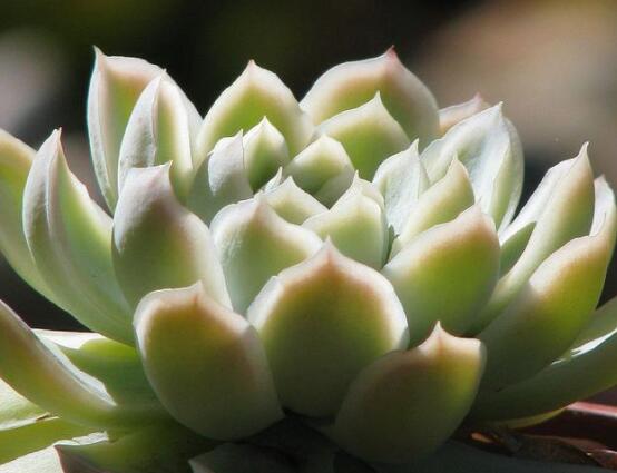 寶石花怎么繁殖，老農(nóng)總結(jié)四種繁殖方法(播種繁殖簡單易學(xué))