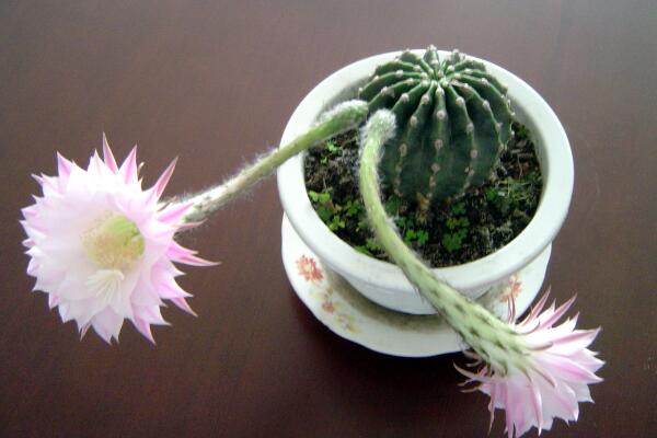 仙人球開花季節(jié)，每年的春夏季綻放（花期十天左右）