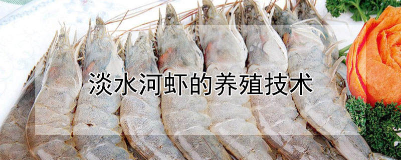 淡水河蝦的養(yǎng)殖技術(shù)