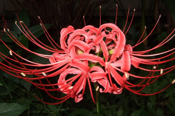 彼岸花長葉后多長時(shí)間開花