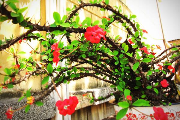 虎刺梅的養(yǎng)殖方法和注意事項(xiàng)，讓虎刺梅爆盆的關(guān)鍵